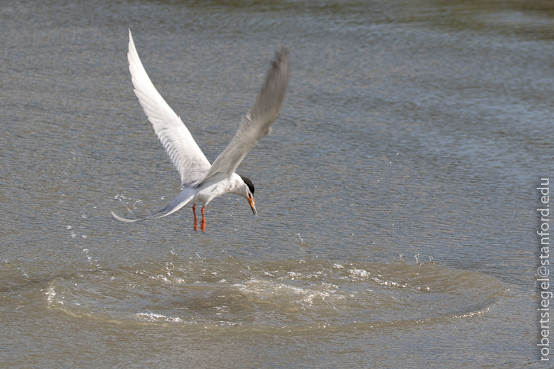 palo alto baylands